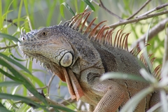 Iguana iguana