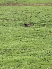 Otospermophilus beecheyi