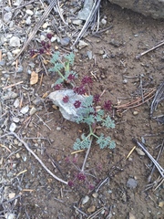 Lomatium cuspidatum