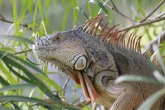 Iguana iguana