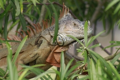 Iguana iguana