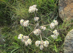 Helichrysum opacum