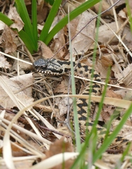 Vipera berus berus