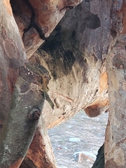 Anolis acutus