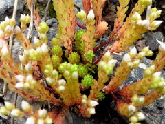 Sedum gracile
