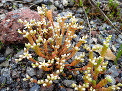 Sedum gracile