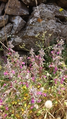 Teucrium divaricatum