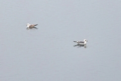 Larus canus