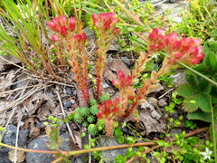 Sedum tenellum