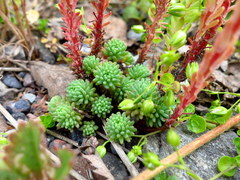 Sedum tenellum