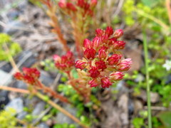 Sedum tenellum