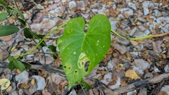 Ipomoea violacea