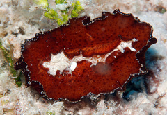 Platydoris sanguinea