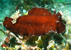 Platydoris sanguinea
