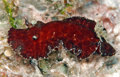 Platydoris sanguinea