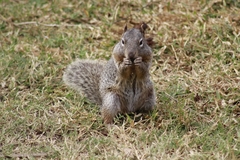 Otospermophilus variegatus