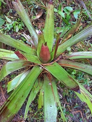 Bromelia karatas