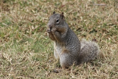 Otospermophilus variegatus