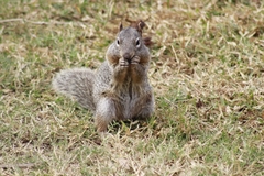 Otospermophilus variegatus