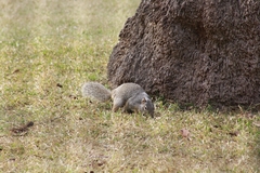 Otospermophilus variegatus