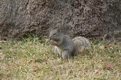 Otospermophilus variegatus