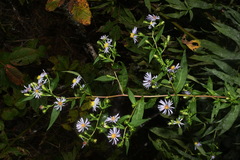 Symphyotrichum puniceum puniceum