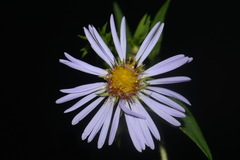 Symphyotrichum puniceum puniceum