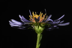 Symphyotrichum puniceum puniceum