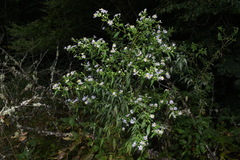 Symphyotrichum puniceum puniceum