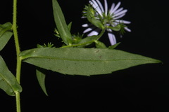 Symphyotrichum puniceum puniceum