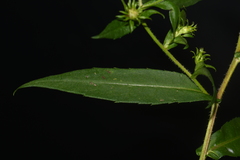 Symphyotrichum puniceum puniceum