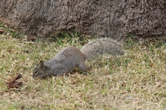 Otospermophilus variegatus
