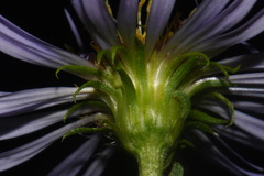 Symphyotrichum puniceum puniceum