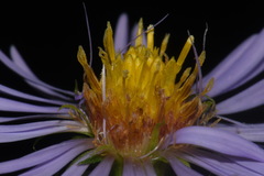 Symphyotrichum puniceum puniceum