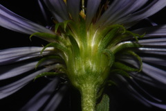 Symphyotrichum puniceum puniceum