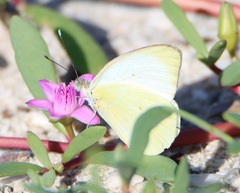 Ascia monuste eubotea