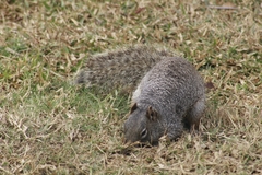 Otospermophilus variegatus