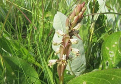 Satyrium cristatum cristatum