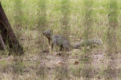 Otospermophilus variegatus