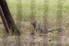 Otospermophilus variegatus