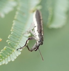 Rhinotia sparsa