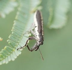 Rhinotia sparsa