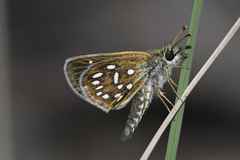 Piruna aea mexicana