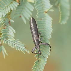 Rhinotia sparsa