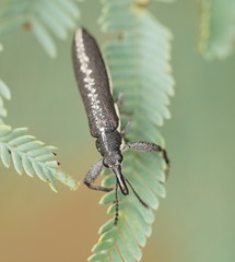 Rhinotia sparsa
