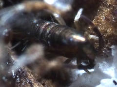 Lepidocyrtus paradoxus