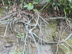 Selenicereus monacanthus
