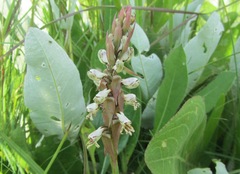 Satyrium cristatum cristatum