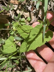 Aristolochia meridionalis