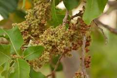 Curatella